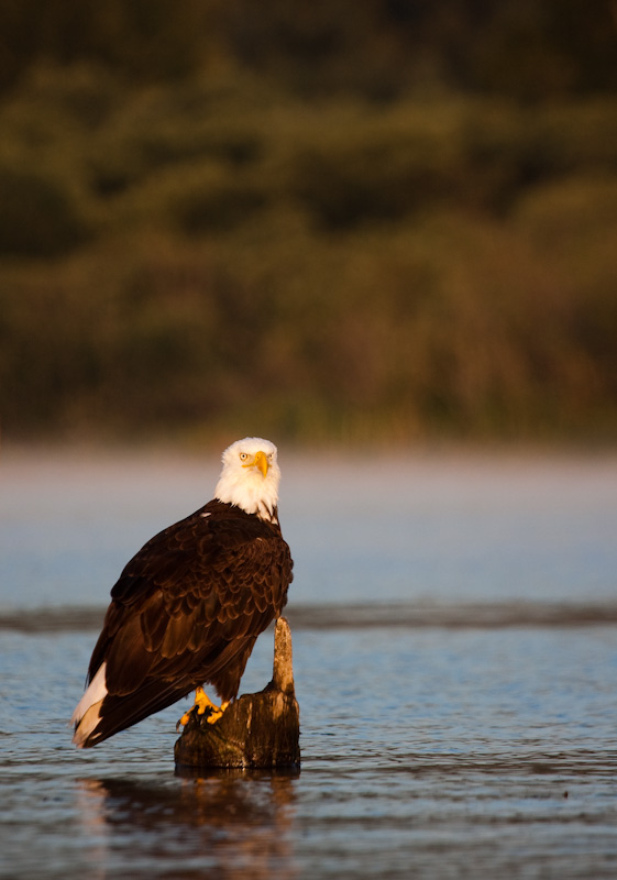 Bald Eagle